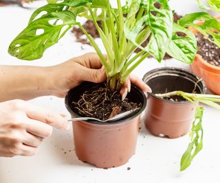 Repot monstera