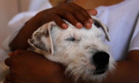 A young cancer patient in an Ecuadorian hospital pets a therapy dog named Juci whose weekly visits have reportedly helped boost the kids&amp;#039; resistance to chemo&amp;#039;s side effects. 