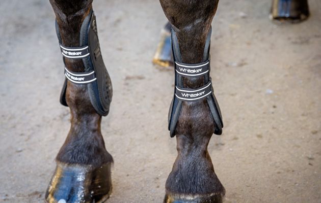 Whitaker Bingley Tendon/Fetlock boots review