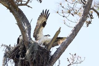 Sawgrass osprey