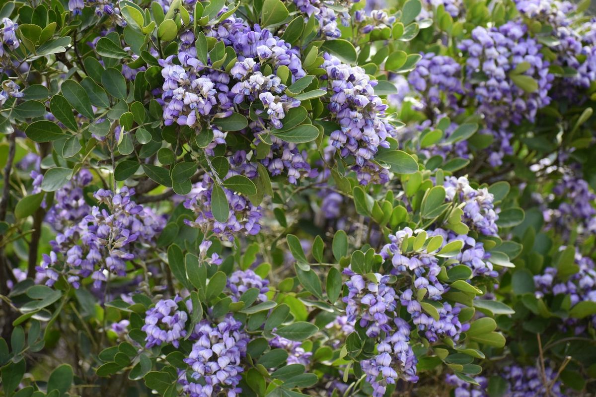Texas Mountain Laurel Info Learn About Growing Texas Mountain Laurels Gardening Know How