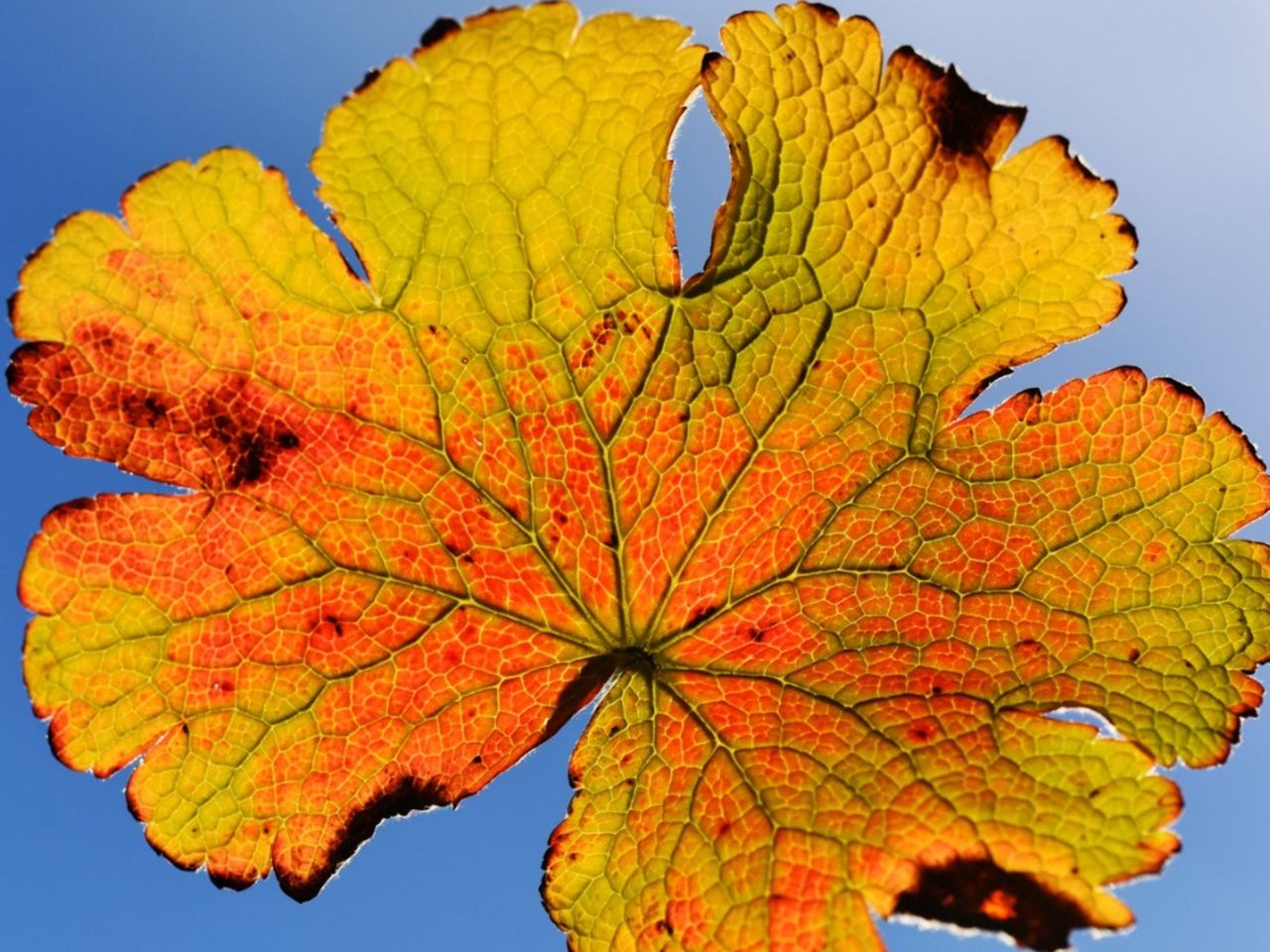 Yellow Geranium Leaf