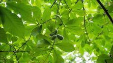 Clusters of fresh American paw paw fruit hang in a paw paw tree on Roosevelt Island in Washington, D.C