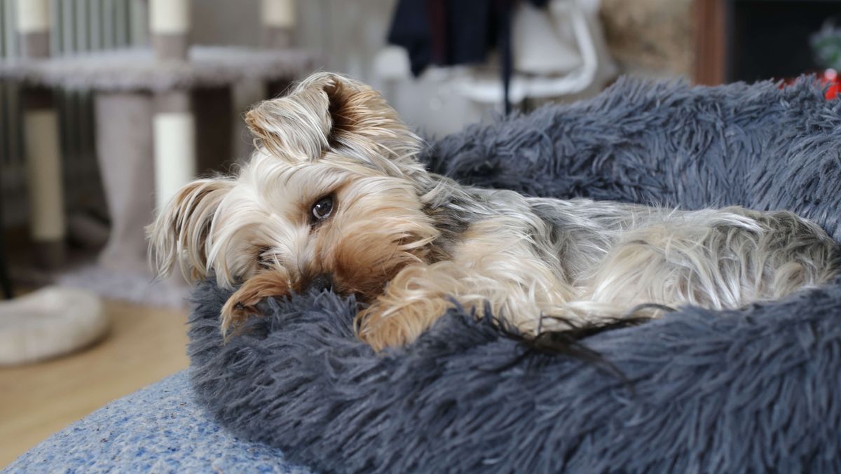 How to clean a dog bed Tom's Guide