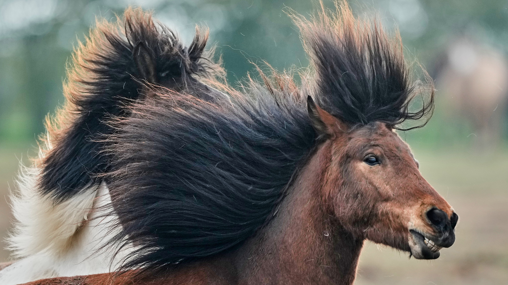 An Icelandic horse flips its mane at a farm in Wehrheim, Germany