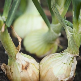 Onions in the soil of a vegetable garden