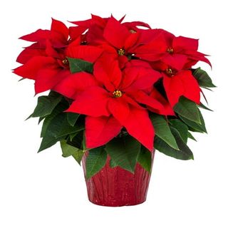 Holiday Time 1.5qt Red Poinsettia Live Houseplant Red Foil Cover Indirect Sunlight 3 Pack