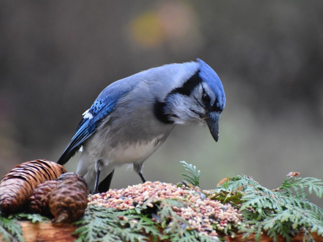 A blue jay