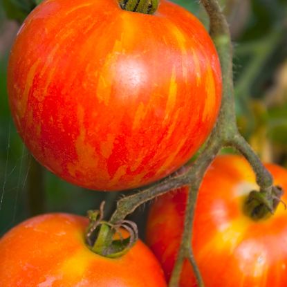 red and yellow streaked heirloom tomato on vine 