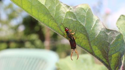 Earwig on an aubergine plant in a vegetable garden