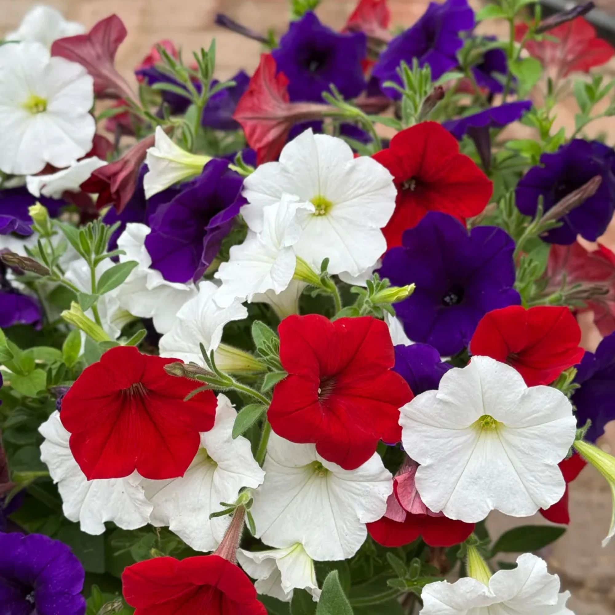 Burpee seed products