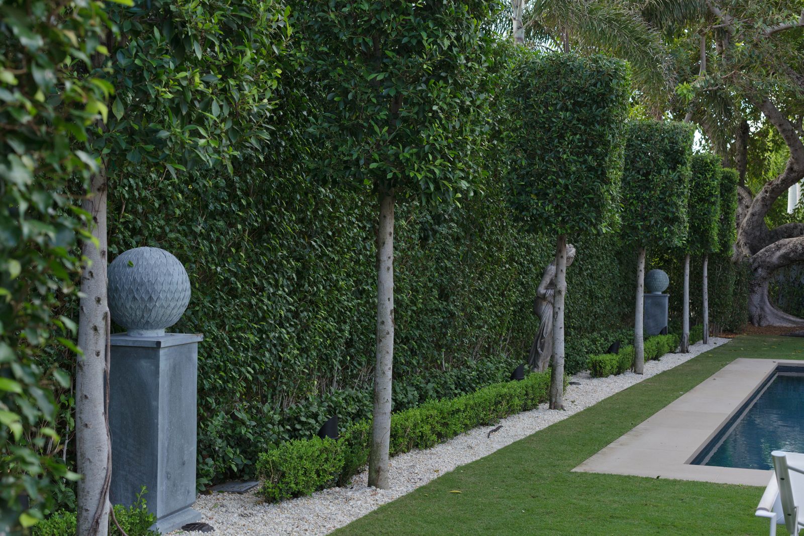 5 Best Pleached Trees to add Extra Privacy to Your Backyard | Livingetc