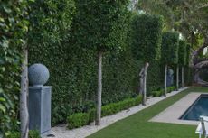 A view of a pool area lined with hedges, pleached trees, and sculptures