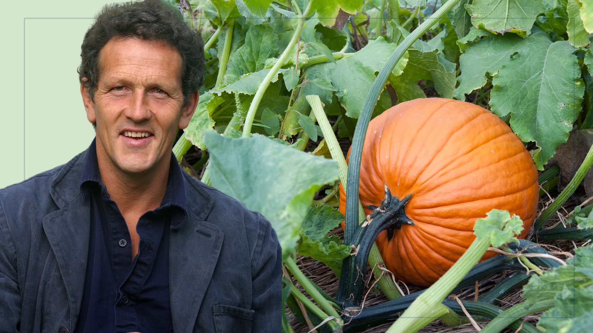 cut out of monty don overlaying picture of full grown pumpkin in vegetable patch