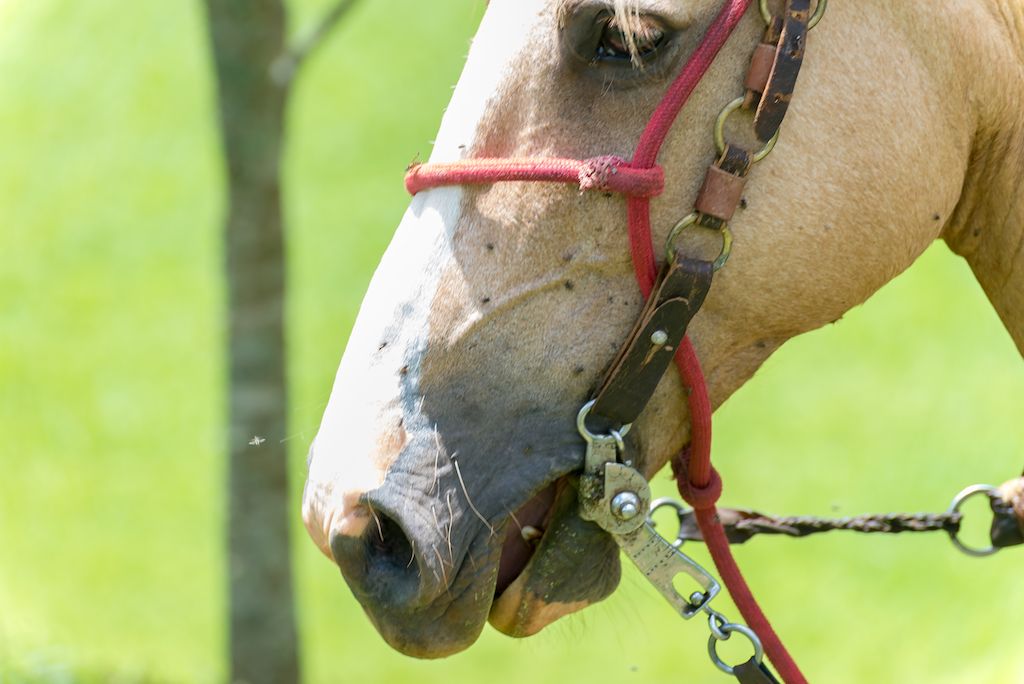 A horse&#039;s face with several flies on it.