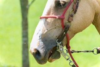 A horse's face with several flies on it.