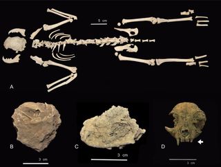 Here, the bones of one of the cats recovered in Spain, showing parts of skull and jaw still connected before analysis (B, C and D).