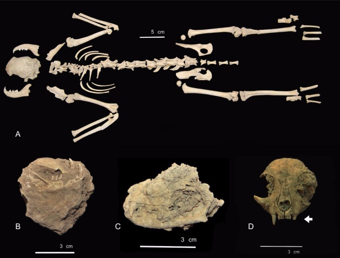 Viking cat skeletons reveal a surprising growth in the size of felines over  time, Science