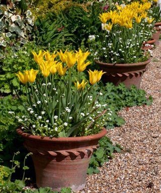 yellow tulips planted in terracotta pots