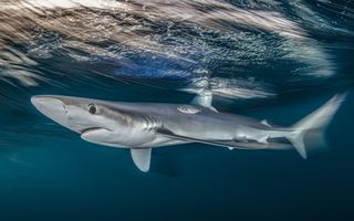 Underwater image of a blue shark alongside a small fish, captured just beneath the surface