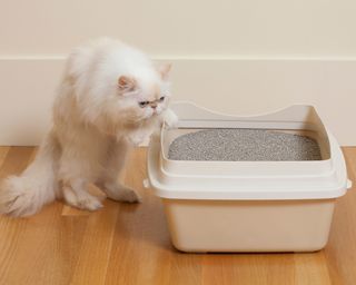 White Persian cat stepping into a litter box filled with litter and placed on a hardwood floor