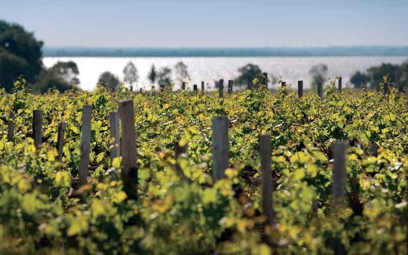 Ch&amp;acirc;teau Montrose vines facing the river