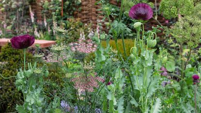 flowerbed design with oriental poppies, achillea and angelica in pink and purple shades