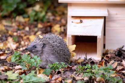 hedgehog leaving hedgehog house from national trust shop