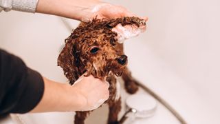 Dog being showered down in a bath
