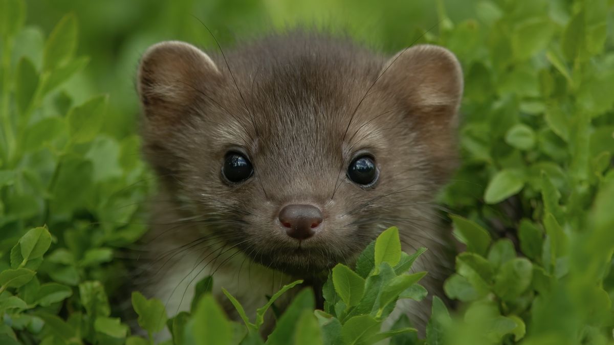 These rare mammals have returned to their natural habitat after more than 100 years