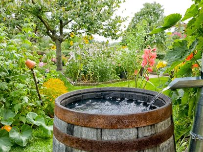 Water from a downspout fills a rain barrel