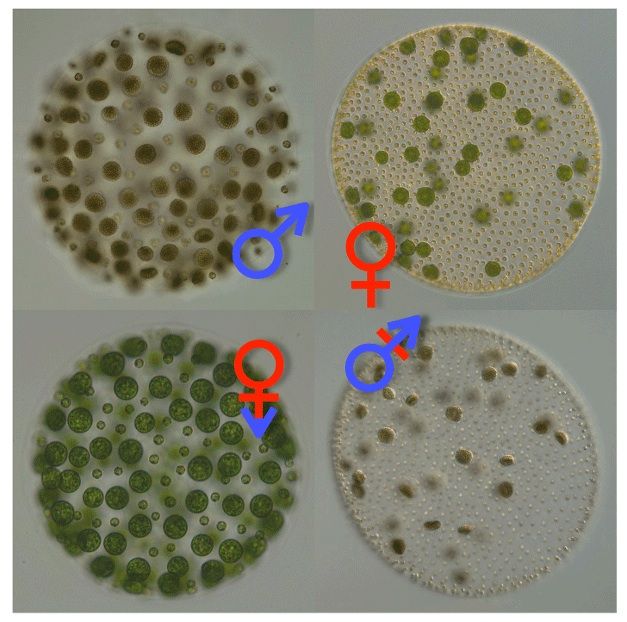 algae with sex changes