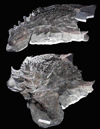 nodosaur fossil camouflage