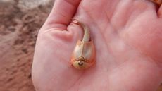 One of the triops &mdash; a small, three-eyed crustacean &mdash; from the ball court pond at Wupatki National Monument in Arizona.