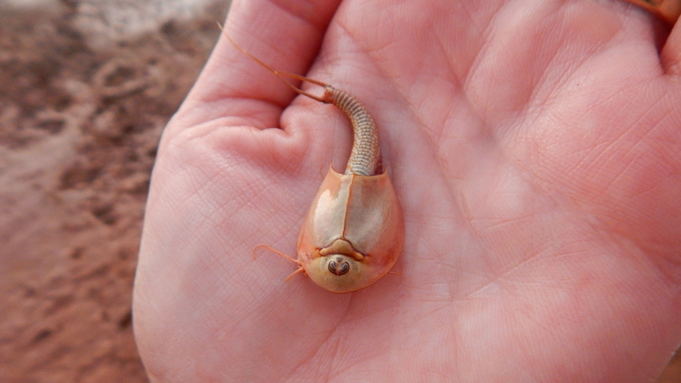 Hundreds of three-eyed 'dinosaur shrimp' emerge after Arizona monsoon | Live  Science