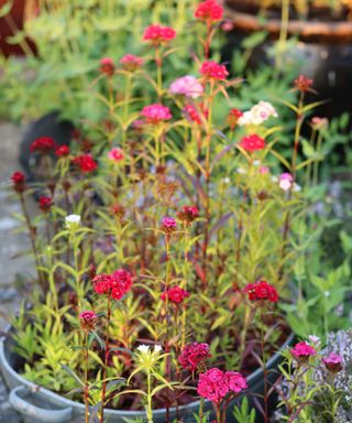 galvanised tub of mixed pink dianthus in flower