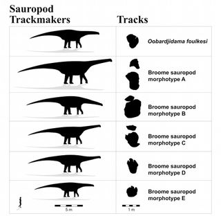 australia's dinosaur tracks