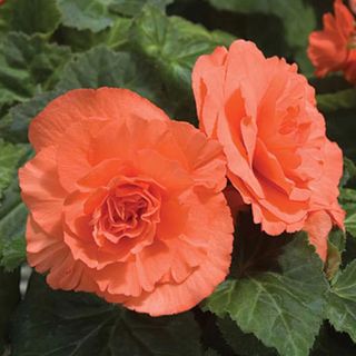 Tuberous Begonia 