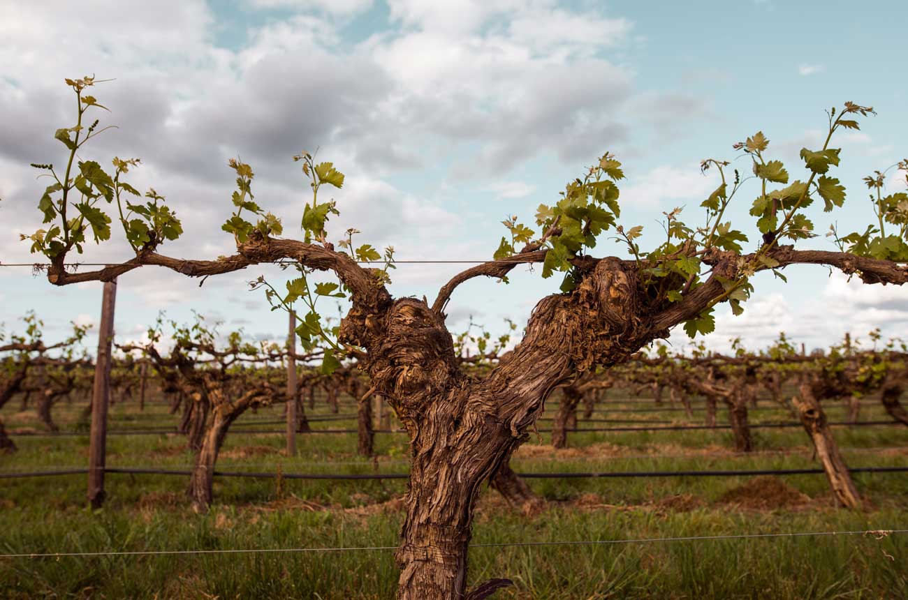 Marsanne vines in the 1927 Vineyard Tahbilk