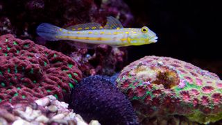 Diamond watchman goby, a type of saltwater aquarium fish