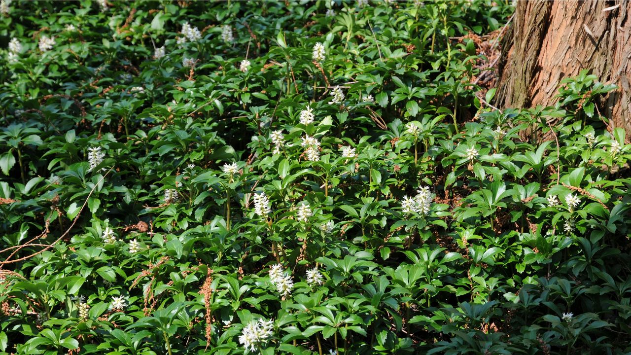 Pachysandra next to a tree