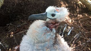 Mice are attacking and eating Tristan albatross chicks on Gough Island in the South Atlantic.