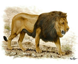 An image of Artwork of a Lion