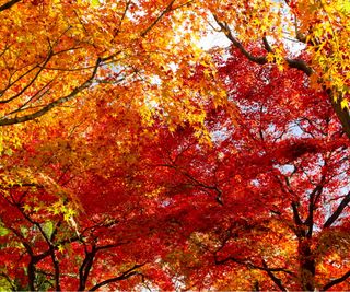 Fall trees