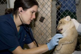 Dr. Katharine Hope examines one of 6-year-old Nababiep's cubs.