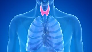 illustration of the thyroid gland