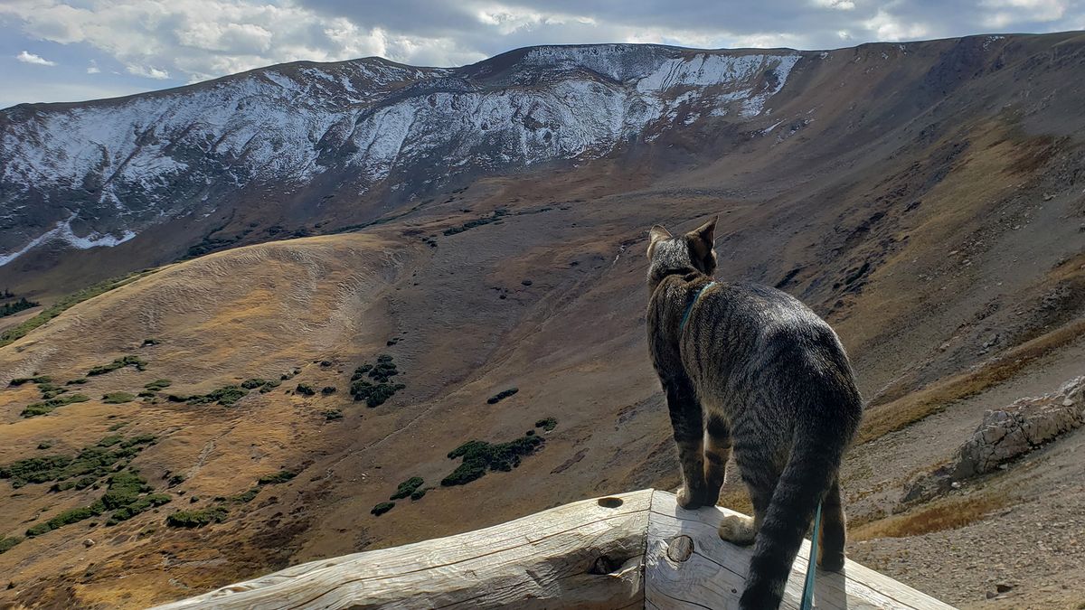 A cat surveys the Estes park in Colorado