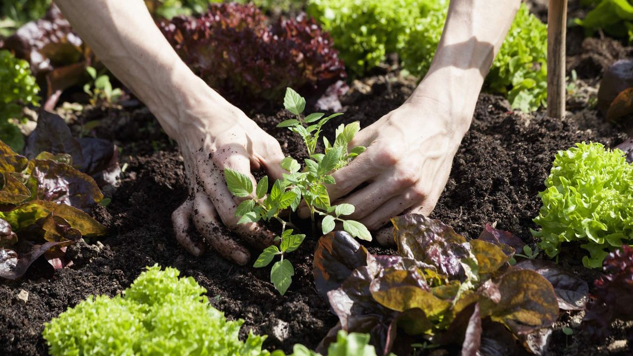 Planting tomato plants into a bed with lettuces