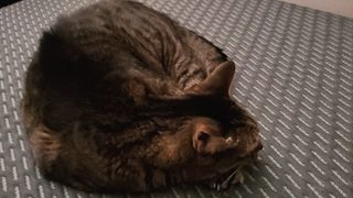 A cat sleeping on the Tuft & Needle Mint Hybrid mattress