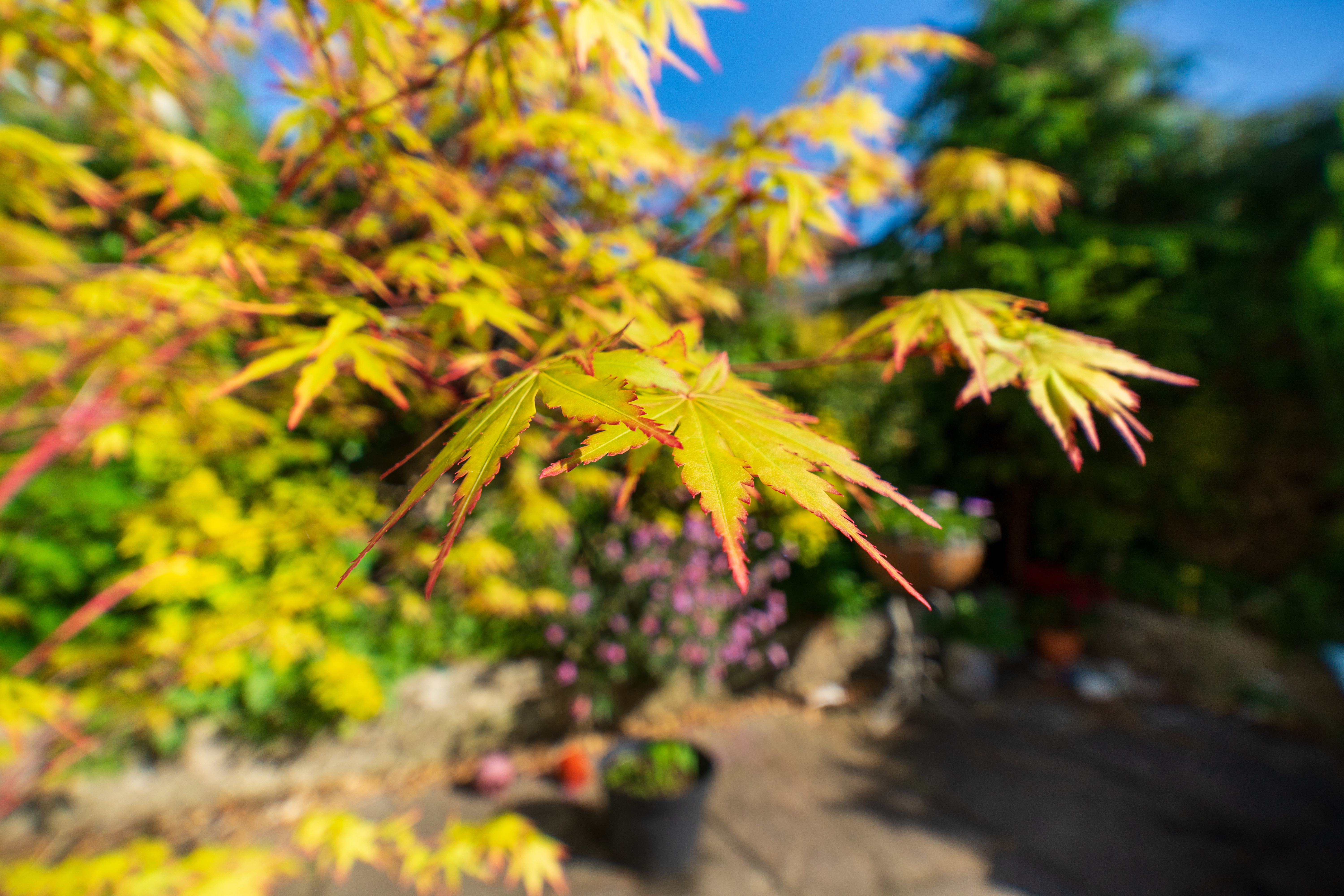 Laowa 15mm f/4.5 0.5x Macro example shot